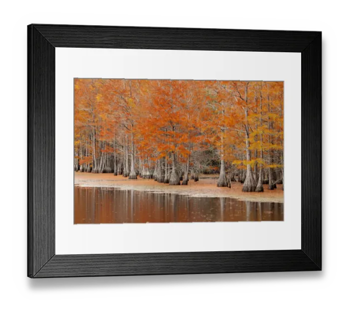 Framed Print : USA, Georgia. Cypress trees in the fall at George Smith State Park Framed Print : USA, Georgia. Cypress trees in the fall at George Smith State Park