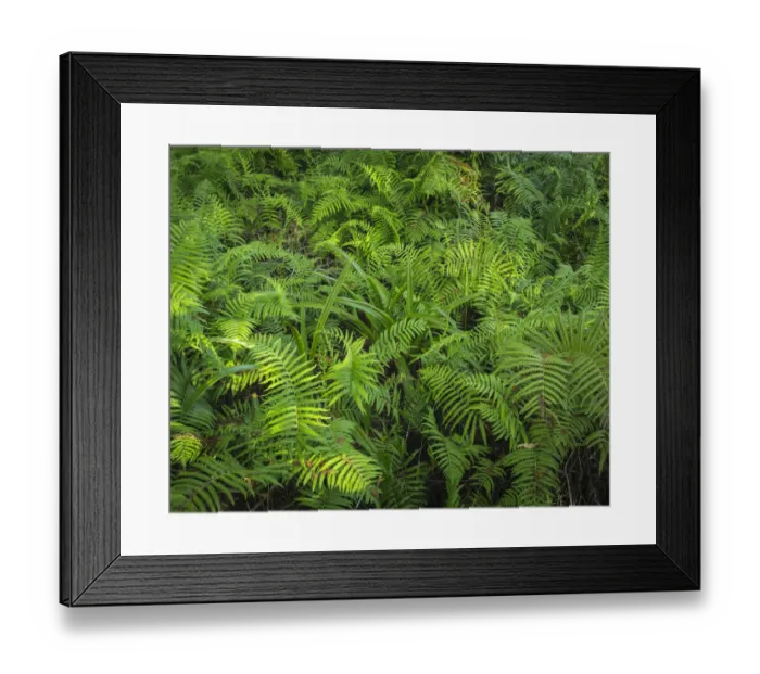 Framed Print : Ferns of Corkscrew Swamp Sanctuary, Florida Framed Print : Ferns of Corkscrew Swamp Sanctuary, Florida