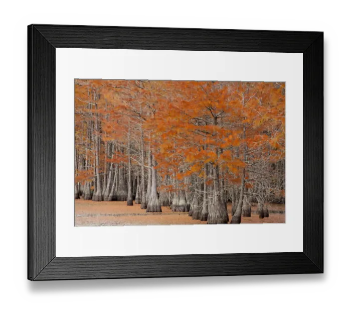 Framed Print : USA, George Smith State Park, Georgia. Fall cypress trees