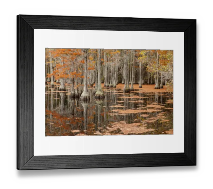 Framed Print : USA, George Smith State Park, Georgia. Fall cypress trees Framed Print : USA, George Smith State Park, Georgia. Fall cypress trees