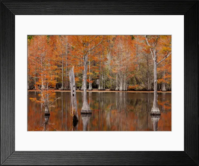 Framed Print : USA, Georgia. Cypress trees with wood duck box in the fall at George Smith State Park Framed Print : USA, Georgia. Cypress trees with wood duck box in the fall at George Smith State Park