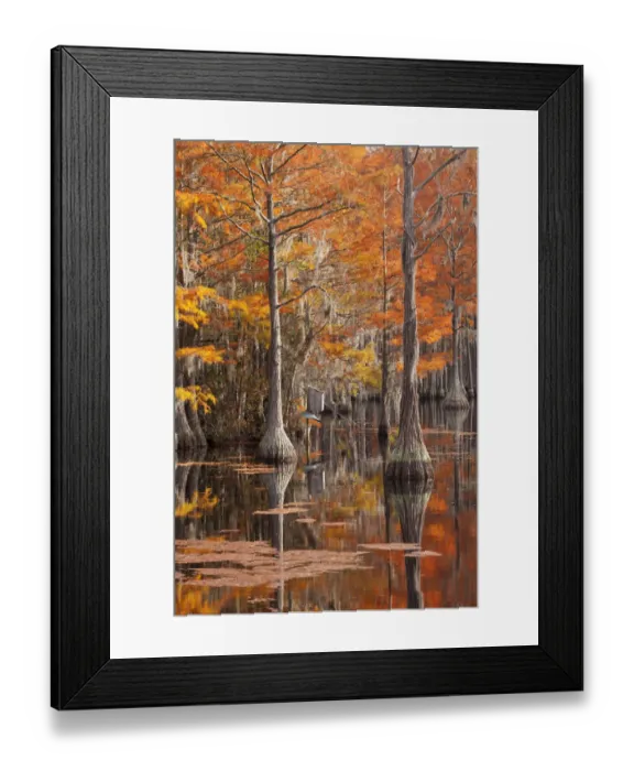 Framed Print : USA, George Smith State Park, Georgia. Fall cypress trees with wood duck box Framed Print : USA, George Smith State Park, Georgia. Fall cypress trees with wood duck box