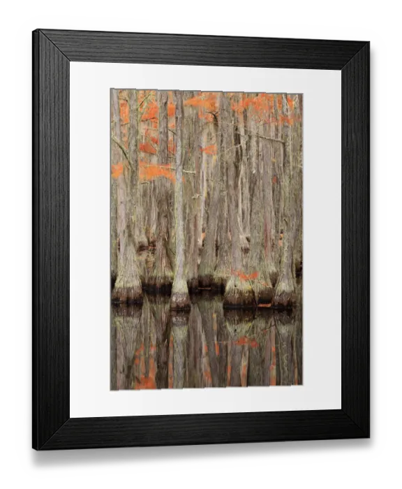 Framed Print : USA, Georgia. Cypress trees in the fall at George Smith State Park Framed Print : USA, Georgia. Cypress trees in the fall at George Smith State Park