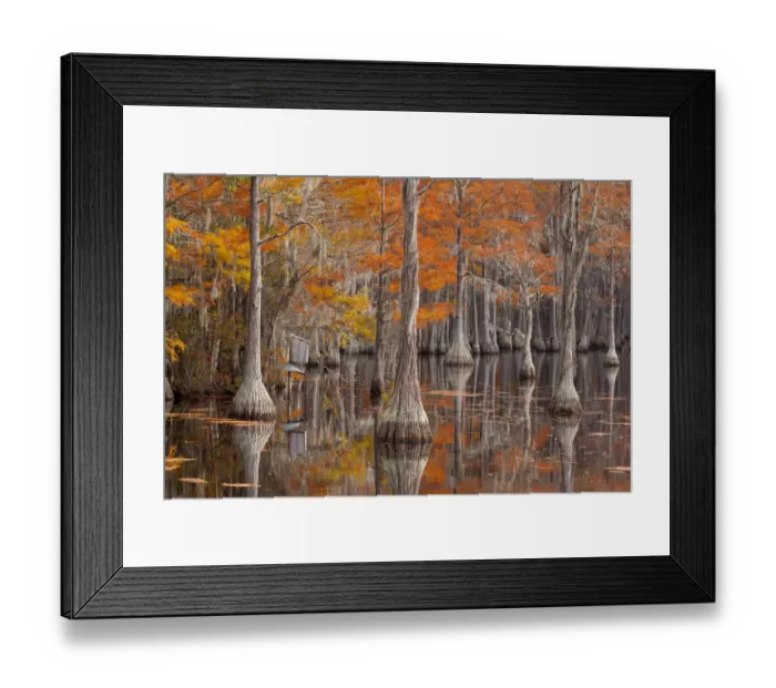 Framed Print : USA, George Smith State Park, Georgia. Fall cypress trees with wood duck box Framed Print : USA, George Smith State Park, Georgia. Fall cypress trees with wood duck box