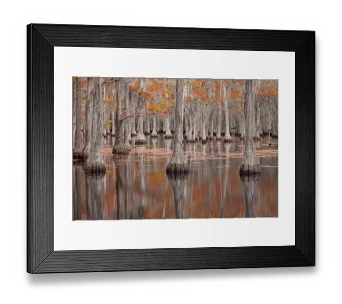 Framed Print : USA, Georgia. Cypress trees in the fall at George Smith State Park Framed Print : USA, Georgia. Cypress trees in the fall at George Smith State Park