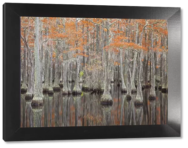 USA, Georgia. Cypress trees in the fall at George Smith State Park