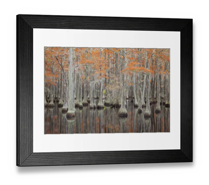 Framed Print : USA, Georgia. Cypress trees in the fall at George Smith State Park Framed Print : USA, Georgia. Cypress trees in the fall at George Smith State Park