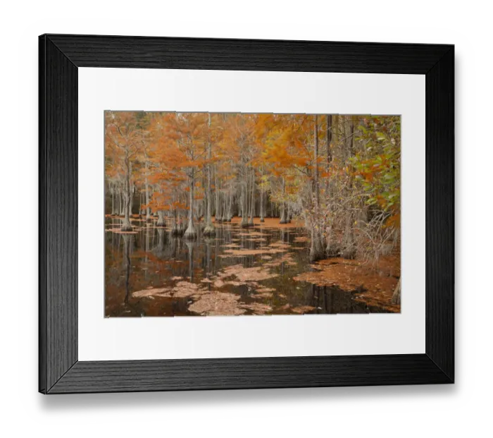 Framed Print : USA, Georgia. Cypress trees in the fall at George Smith State Park Framed Print : USA, Georgia. Cypress trees in the fall at George Smith State Park