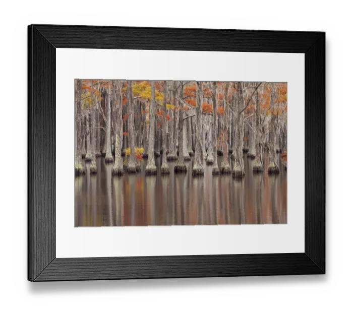 Framed Print : USA, Georgia. Cypress trees in the fall at George Smith State Park
