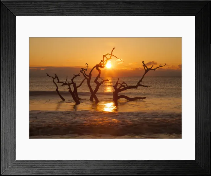 Framed Print : USA, Georgia. Jekyll Island, Driftwood Beach at sunrise Framed Print : USA, Georgia. Jekyll Island, Driftwood Beach at sunrise