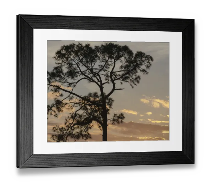 Framed Print : Southern pine at sunset, Bushnell, Florida