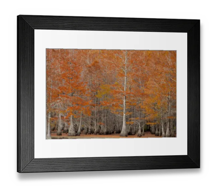 Framed Print : USA, George Smith State Park, Georgia. Fall cypress trees Framed Print : USA, George Smith State Park, Georgia. Fall cypress trees