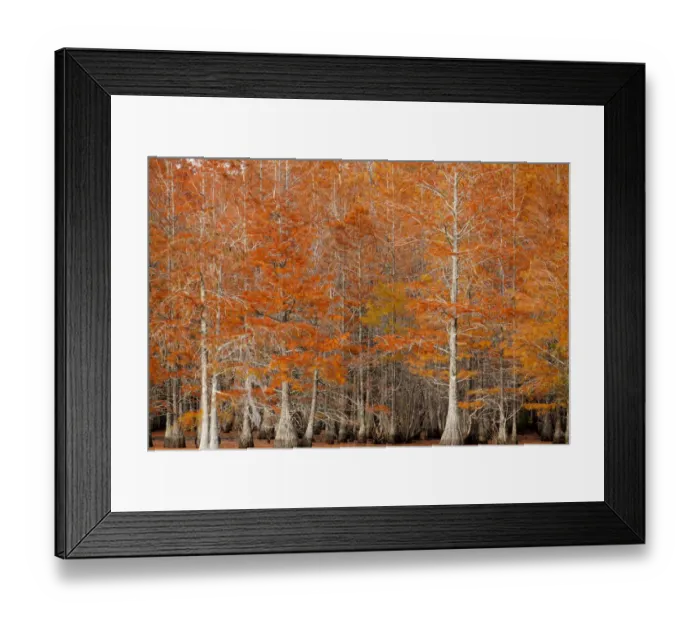 Framed Print : USA, Georgia. Cypress trees in the fall