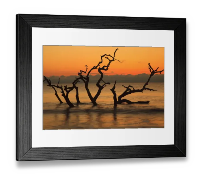 Framed Print : USA, Jekyll Island, Georgia. Driftwood Beach at sunrise Framed Print : USA, Jekyll Island, Georgia. Driftwood Beach at sunrise