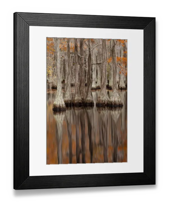 Framed Print : USA, George Smith State Park, Georgia. Fall cypress trees Framed Print : USA, George Smith State Park, Georgia. Fall cypress trees