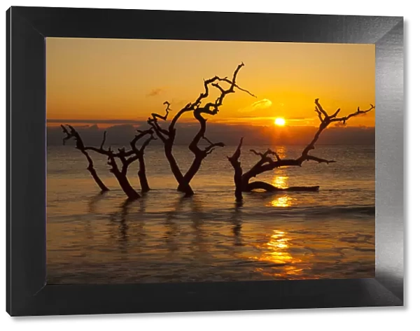 USA, Georgia. Jekyll Island, Driftwood Beach at sunrise
