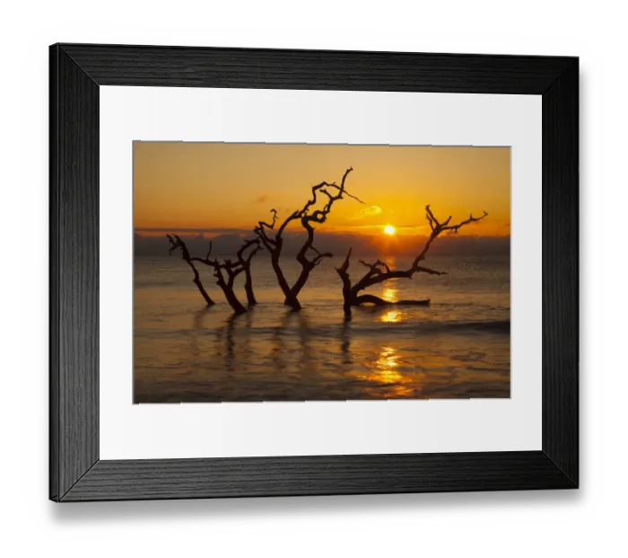 Framed Print : USA, Georgia. Jekyll Island, Driftwood Beach at sunrise Framed Print : USA, Georgia. Jekyll Island, Driftwood Beach at sunrise