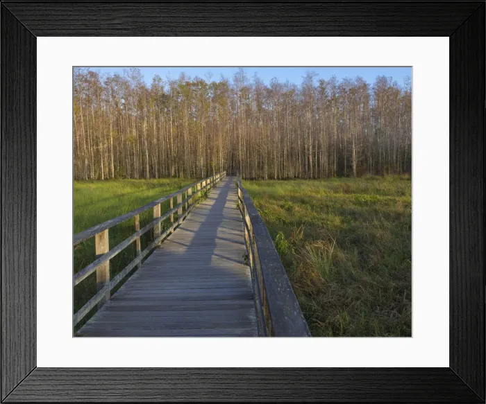 Framed Print : Morning mist at the Corkscrew Swamp Sanctuary boardwalk, Florida