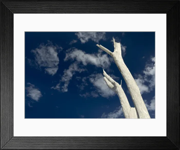 Framed Print : Dead pine trees, Lovers Key State Park, Florida Framed Print : Dead pine trees, Lovers Key State Park, Florida