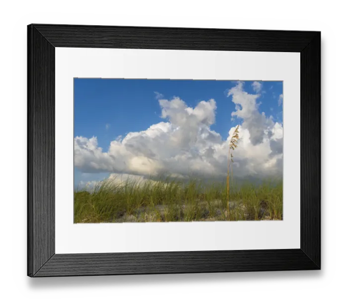 Framed Print : Sea grass and oats frame the dramatic cloudy sky Framed Print : Sea grass and oats frame the dramatic cloudy sky