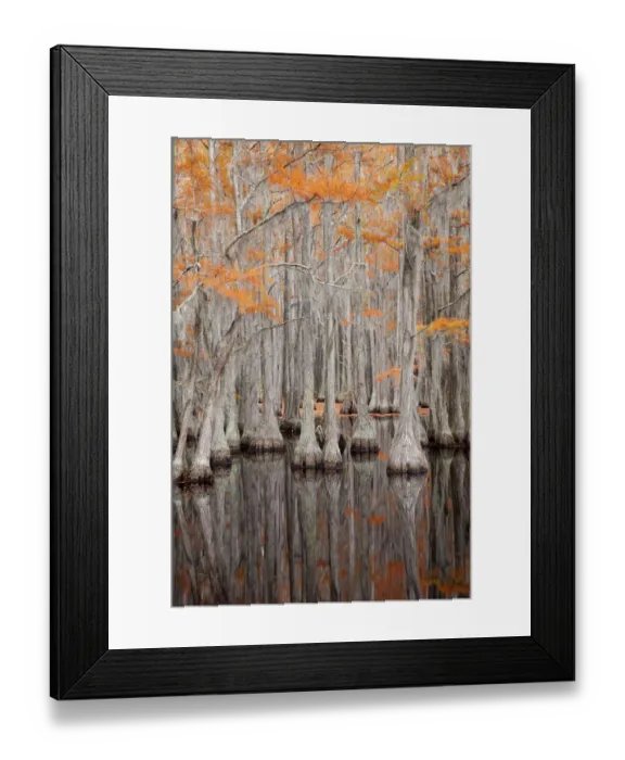 Framed Print : USA, George Smith State Park, Georgia. Fall cypress trees Framed Print : USA, George Smith State Park, Georgia. Fall cypress trees