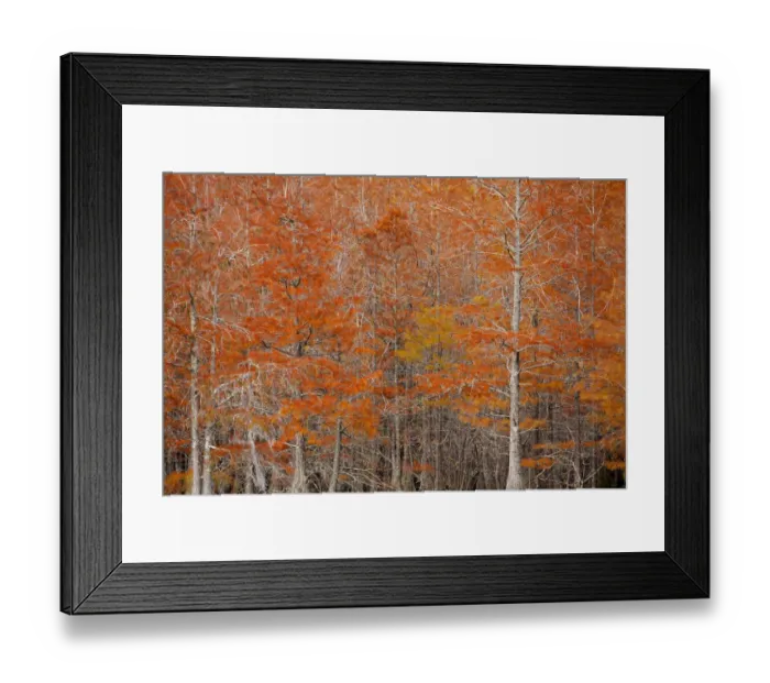 Framed Print : USA, Georgia. Cypress trees in the fall at George Smith State Park Framed Print : USA, Georgia. Cypress trees in the fall at George Smith State Park
