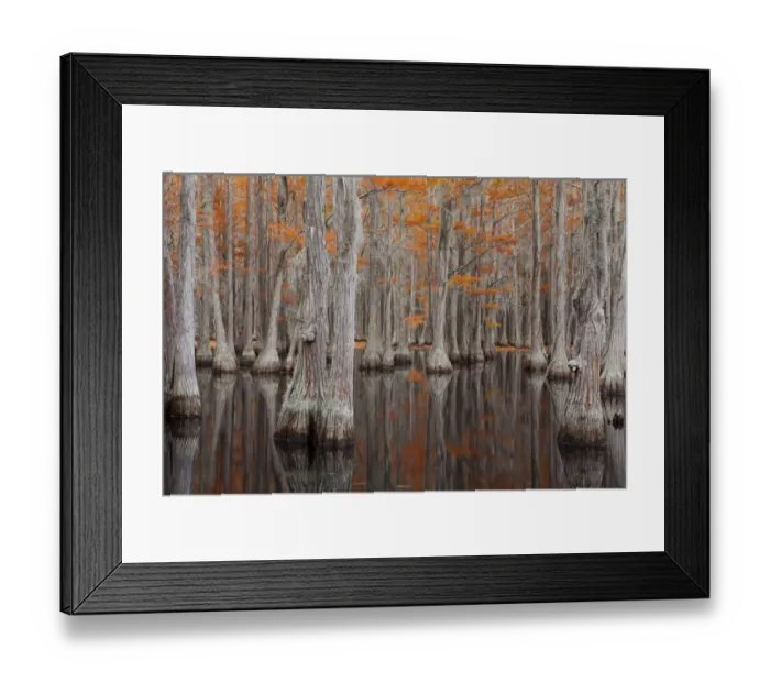 Framed Print : USA, George Smith State Park, Georgia. Fall cypress trees Framed Print : USA, George Smith State Park, Georgia. Fall cypress trees