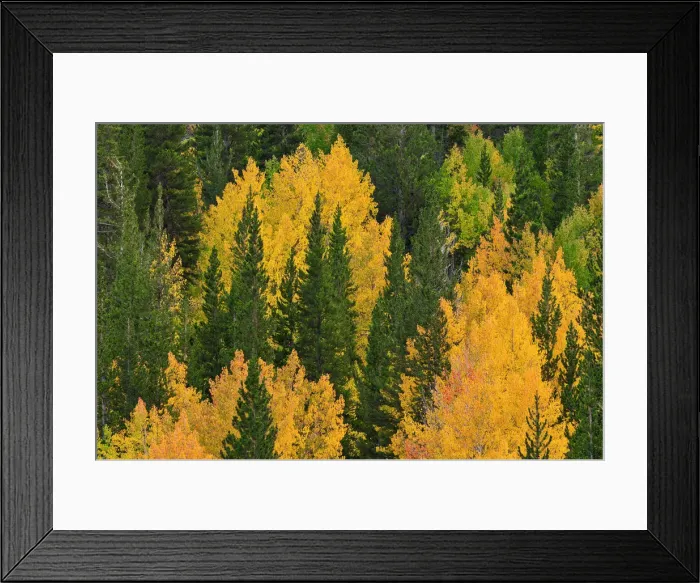 Framed Print : Fall aspens and pines along Bishop Creek, Inyo National Forest, Sierra Nevada Mountains