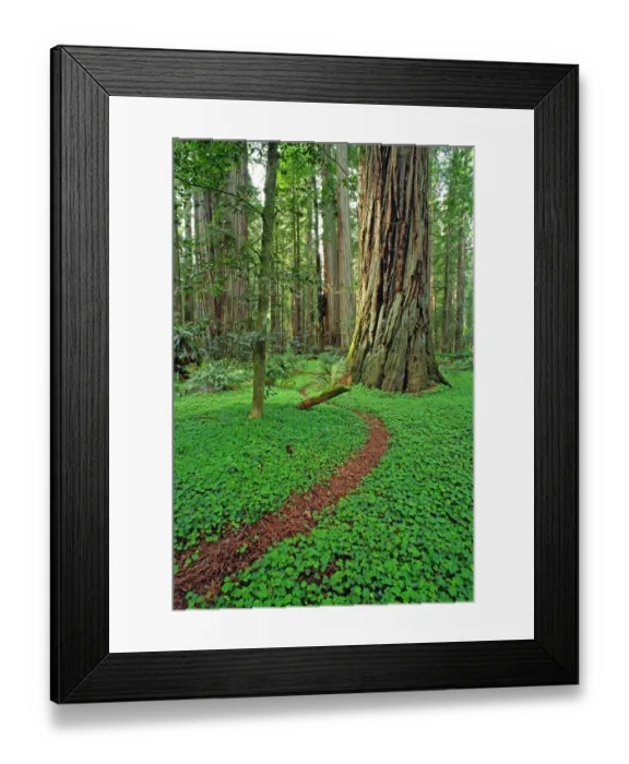 Framed Print : Trail through sorrel and old growth Redwoods in the Stout Grove, Jedediah Smith Redwoods State Park