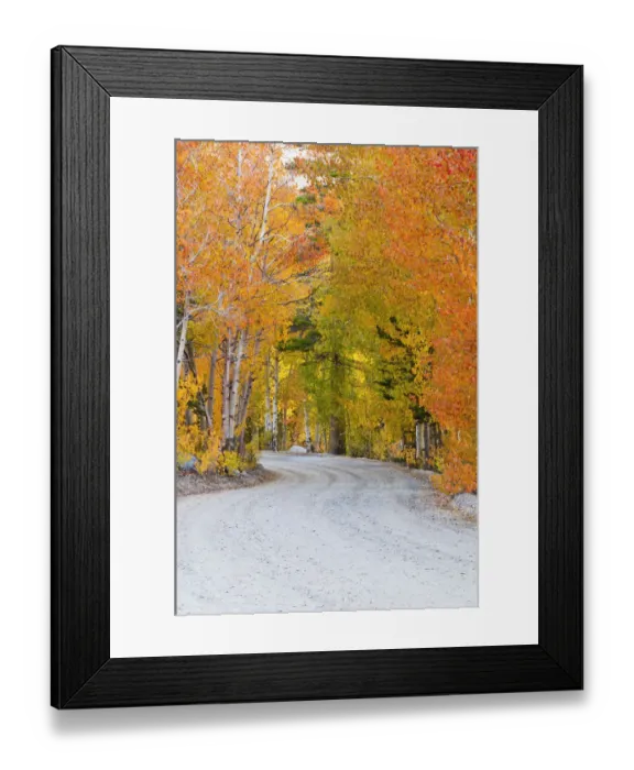 Framed Print : Fall color along the North Lake road, Inyo National Forest, Sierra Nevada Mountains Framed Print : Fall color along the North Lake road, Inyo National Forest, Sierra Nevada Mountains