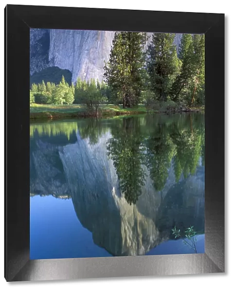 Morning light on El Capitan reflected in the Merced River, Yosemite Valley, Yosemite National Park