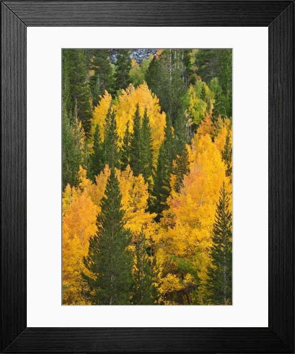 Framed Print : Fall aspens and pines along Bishop Creek, Inyo National Forest, Sierra Nevada Mountains Framed Print : Fall aspens and pines along Bishop Creek, Inyo National Forest, Sierra Nevada Mountains
