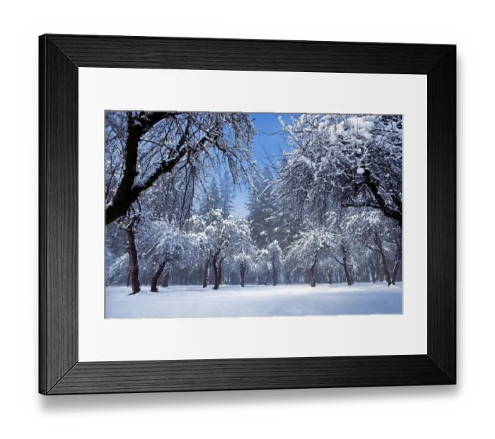 Framed Print : Snow dusted apple orchard and pines, Yosemite Valley, Yosemite National Park, California, USA Framed Print : Snow dusted apple orchard and pines, Yosemite Valley, Yosemite National Park, California, USA