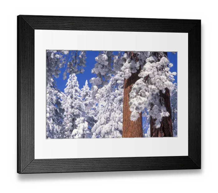 Framed Print : Rime ice and fresh powder on Ponderosa pines, Los Padres National Forest, California, USA