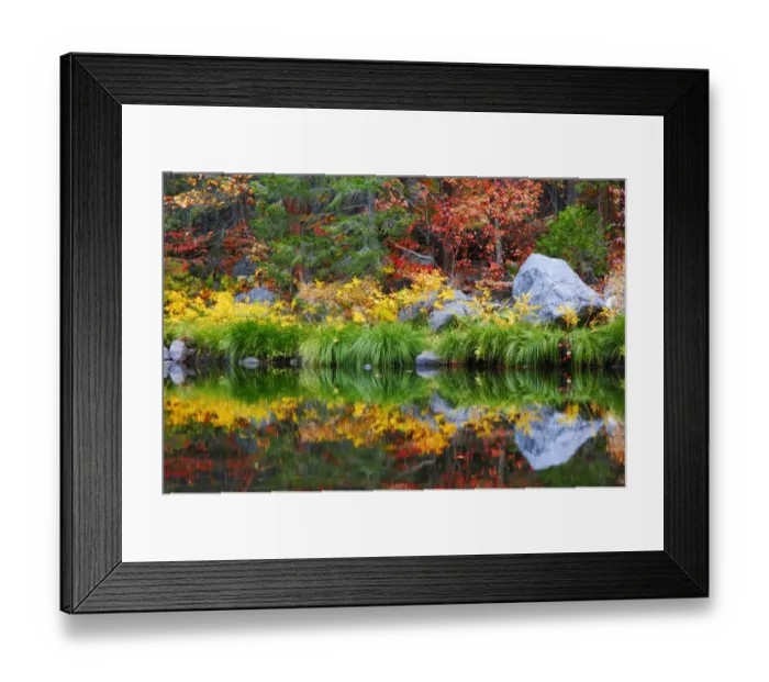 Framed Print : Fall color and grasses along the Merced River, Yosemite Valley, Yosemite National Park Framed Print : Fall color and grasses along the Merced River, Yosemite Valley, Yosemite National Park