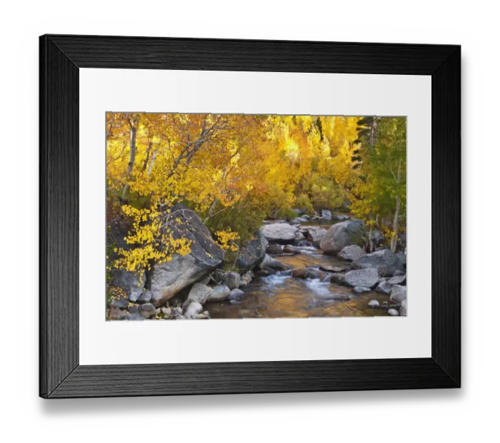 Framed Print : Fall color along Bishop Creek, Inyo National Forest, Sierra Nevada Mountains, California, USA Framed Print : Fall color along Bishop Creek, Inyo National Forest, Sierra Nevada Mountains, California, USA