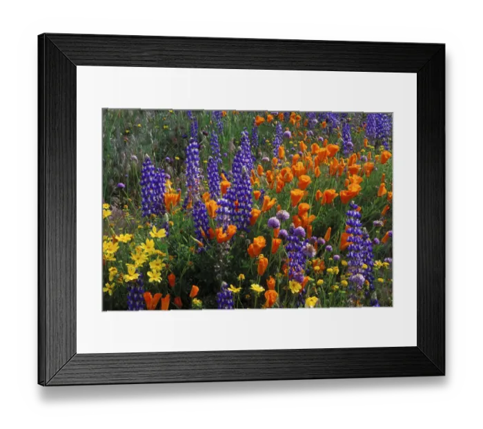 Framed Print : Lupines, coreopsis (Coreopsis californica), and California poppies (Eschscholzia Framed Print : Lupines, coreopsis (Coreopsis californica), and California poppies (Eschscholzia