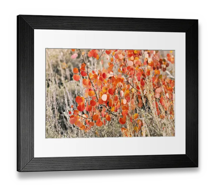 Framed Print : Fall color along Bishop Creek, Inyo National Forest, Sierra Nevada Mountains, California, USA Framed Print : Fall color along Bishop Creek, Inyo National Forest, Sierra Nevada Mountains, California, USA