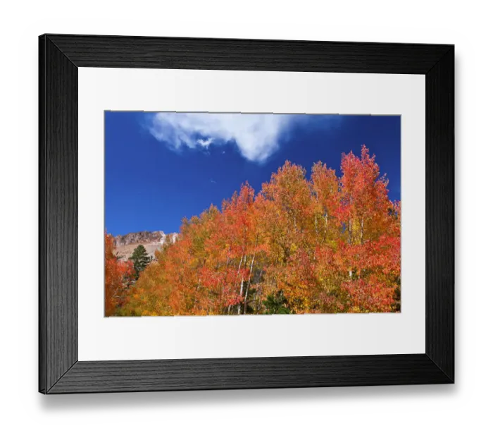 Framed Print : Fall color along Bishop Creek, Inyo National Forest, Sierra Nevada Mountains, California, USA Framed Print : Fall color along Bishop Creek, Inyo National Forest, Sierra Nevada Mountains, California, USA