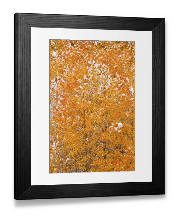 Framed Print : Fresh snow on fall aspens along Bishop Creek, Inyo National Forest, Sierra Nevada Mountains Framed Print : Fresh snow on fall aspens along Bishop Creek, Inyo National Forest, Sierra Nevada Mountains