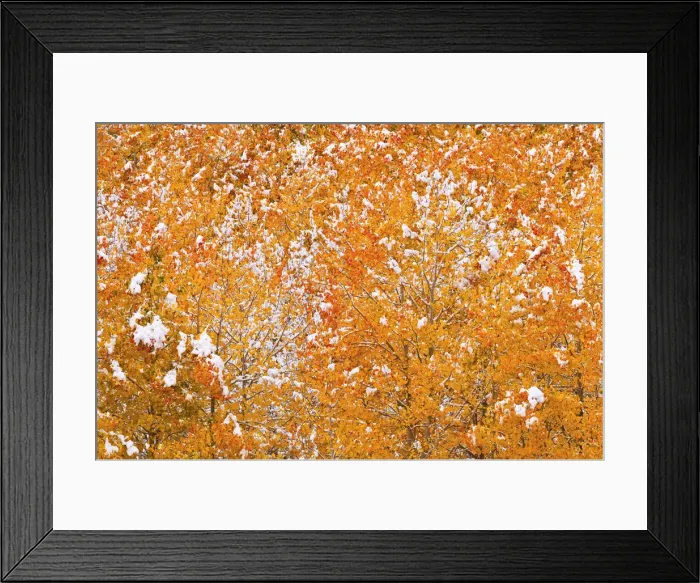 Framed Print : Fresh snow on fall aspens along Bishop Creek, Inyo National Forest, Sierra Nevada Mountains