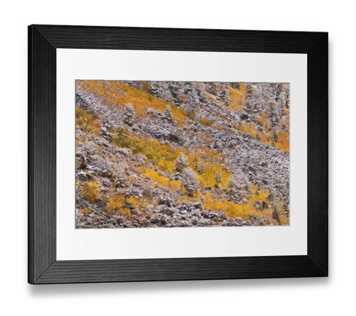 Framed Print : Fresh snow on fall aspens and pines along Bishop Creek, Inyo National Forest, Sierra Framed Print : Fresh snow on fall aspens and pines along Bishop Creek, Inyo National Forest, Sierra