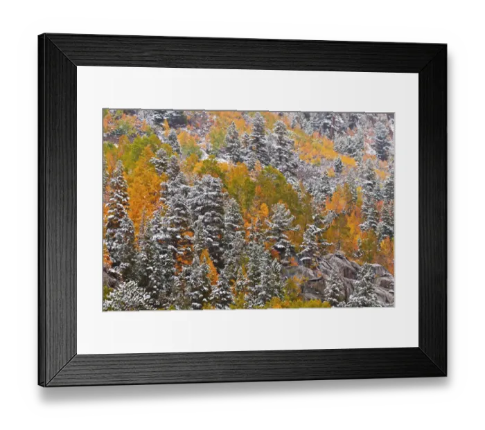 Framed Print : Fresh snow on fall aspens and pines along Bishop Creek, Inyo National Forest, Sierra Framed Print : Fresh snow on fall aspens and pines along Bishop Creek, Inyo National Forest, Sierra