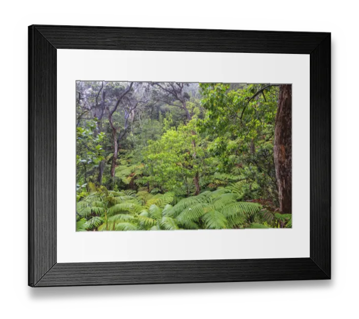 Framed Print : Thurston Lava Tube Trail, Hawaii Volcanoes National Park, Big Island, Hawaii Framed Print : Thurston Lava Tube Trail, Hawaii Volcanoes National Park, Big Island, Hawaii