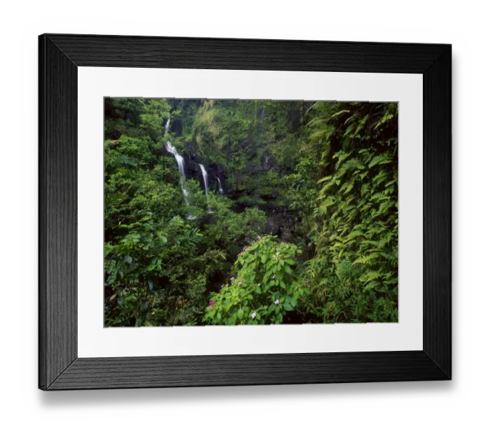 Framed Print : Waimoku Falls surrounded by verdant forest, impatiens flowers, Maui, Hawaii Framed Print : Waimoku Falls surrounded by verdant forest, impatiens flowers, Maui, Hawaii