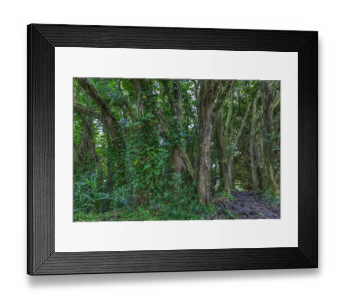 Framed Print : Banyan Trees near rainbow Falls (80 ft drop), Wailuku River State Park Hilo, Big Island Framed Print : Banyan Trees near rainbow Falls (80 ft drop), Wailuku River State Park Hilo, Big Island