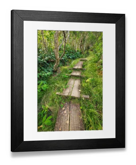 Framed Print : Boardwalk on the Alakai Swamp Trail, Kokee State Park, Kauai, Hawaii, USA Framed Print : Boardwalk on the Alakai Swamp Trail, Kokee State Park, Kauai, Hawaii, USA