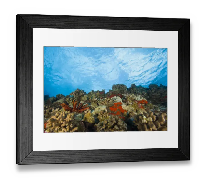 Framed Print : Scuba Diving at Molokini Crater, Maui, Hawaii, USA