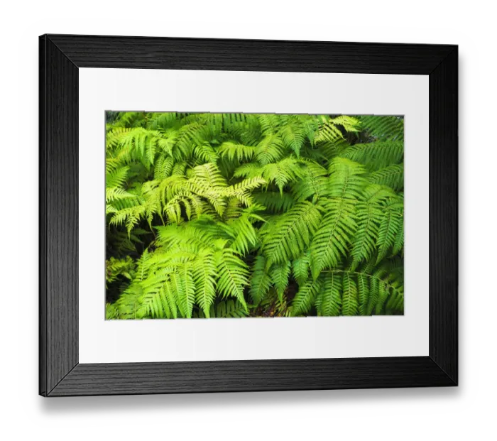 Framed Print : Ferns along the Devastation Trail, Hawaii Volcanoes National Park, Hawaii, USA Framed Print : Ferns along the Devastation Trail, Hawaii Volcanoes National Park, Hawaii, USA