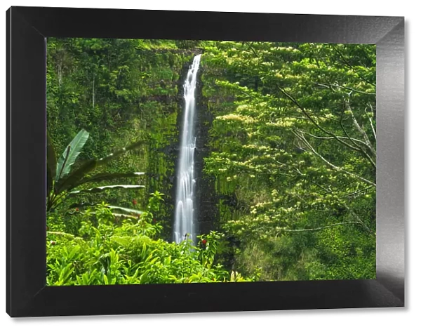 Akaka Falls, Akaka Falls State Park, Hamakua Coast, Big Island, Hawaii, USA